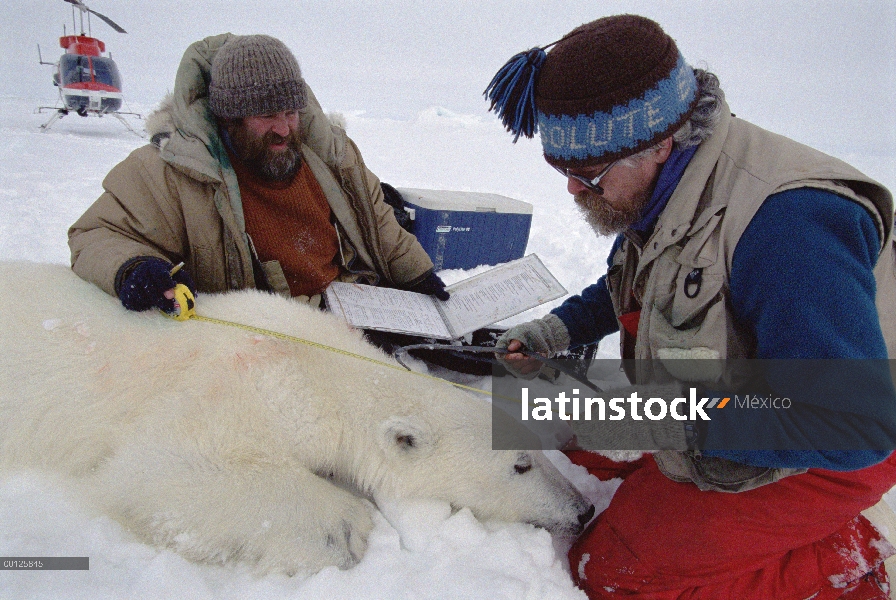 Oso polar (Ursus maritimus) investigadores Dr. Malcolm Ramsey y Sean Farley, medir un oso tranquiliz