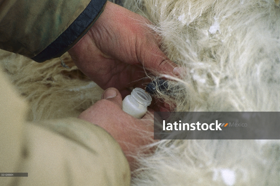 Oso polar (Ursus maritimus) tranquilized animal ser ordeñada para el estudio de toxina, cerca de Res