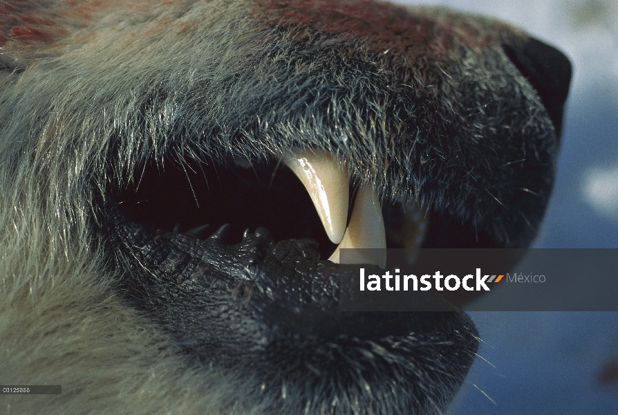 Dientes de oso polar (Ursus maritimus), Canadá