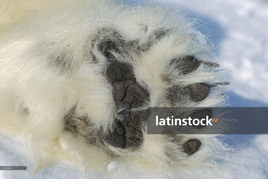 Pata de oso polar (Ursus maritimus) con cojines negros y piel gruesa, Canadá