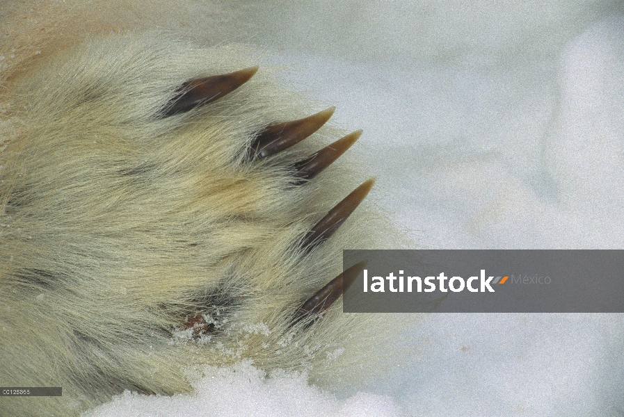 Pata de oso polar (Ursus maritimus), Canadá