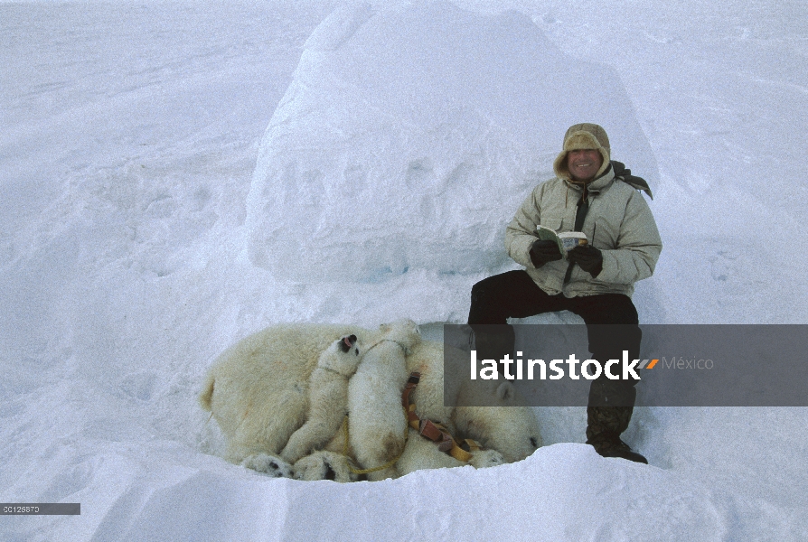 Oso polar (Ursus maritimus) y cachorros se tranquilized con Flip Nicklin lectura, cerca de Resolute,