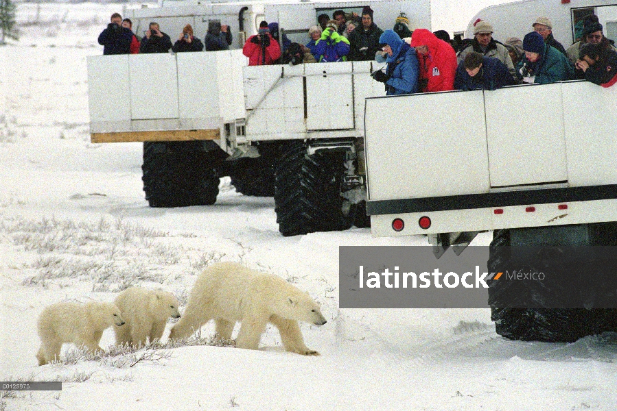 Cachorros y la madre Oso Polar (Ursus maritimus) pasan por buggies tundra llenos de turistas, Church