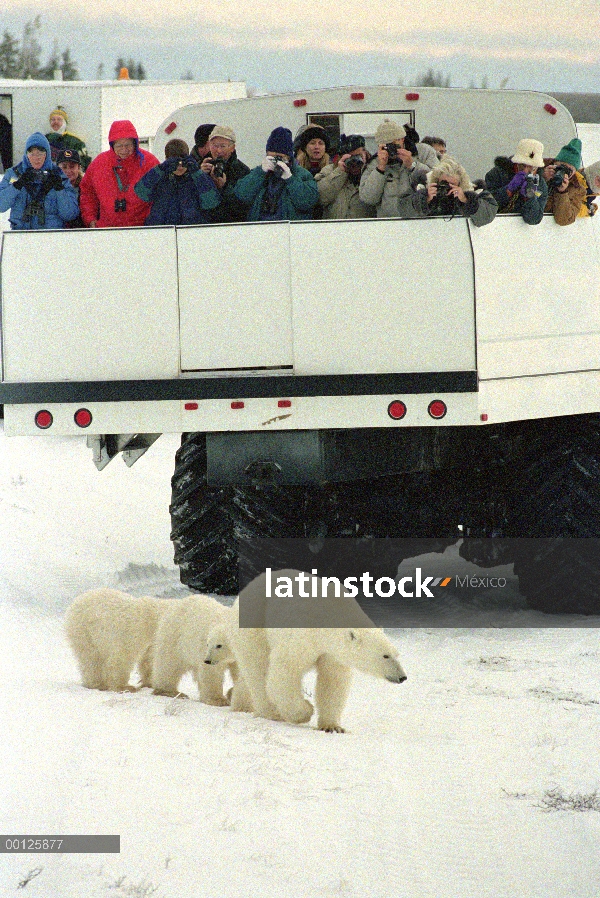 Oso polar (Ursus maritimus) madre y cachorros pasando por buggy de tundra lleno de turismo, cerca de