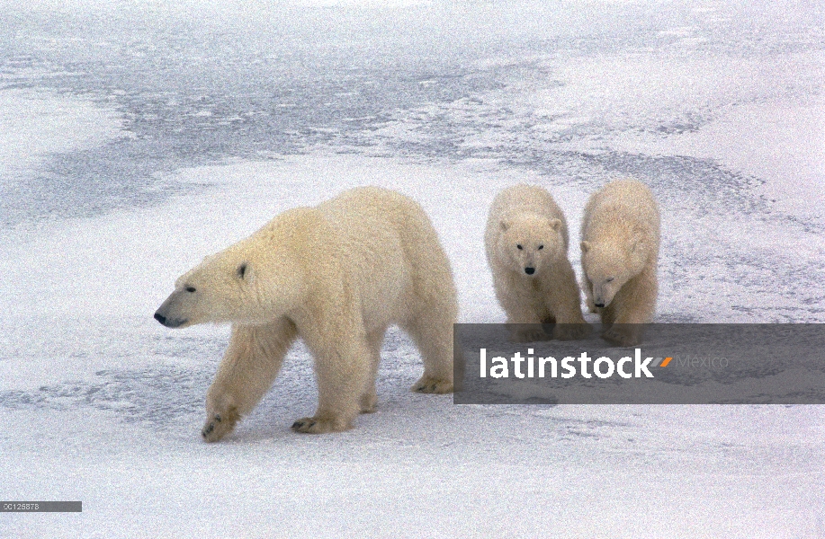 Oso polar (Ursus maritimus) y dos cachorros, cerca de Churchill, Manitoba, Canadá