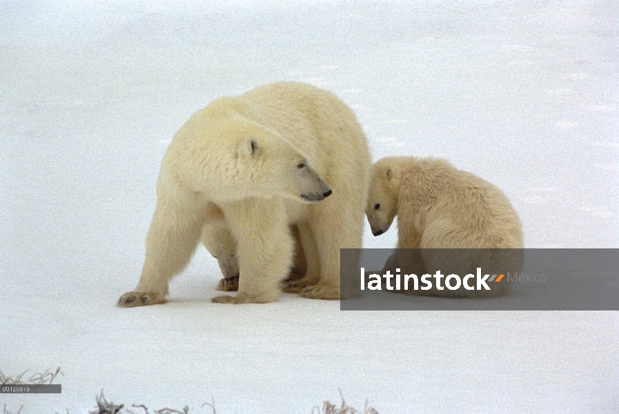 Oso polar (Ursus maritimus) madre y cachorro, Churchill, Manitoba, Canadá