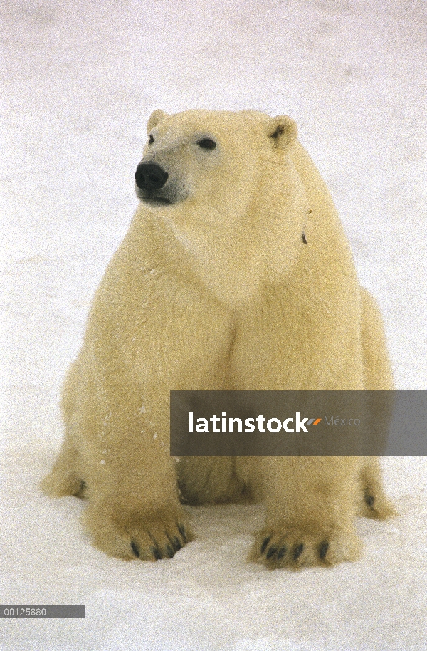 Oso polar (Ursus maritimus) sentado, Bahía de Hudson, Manitoba, Canadá