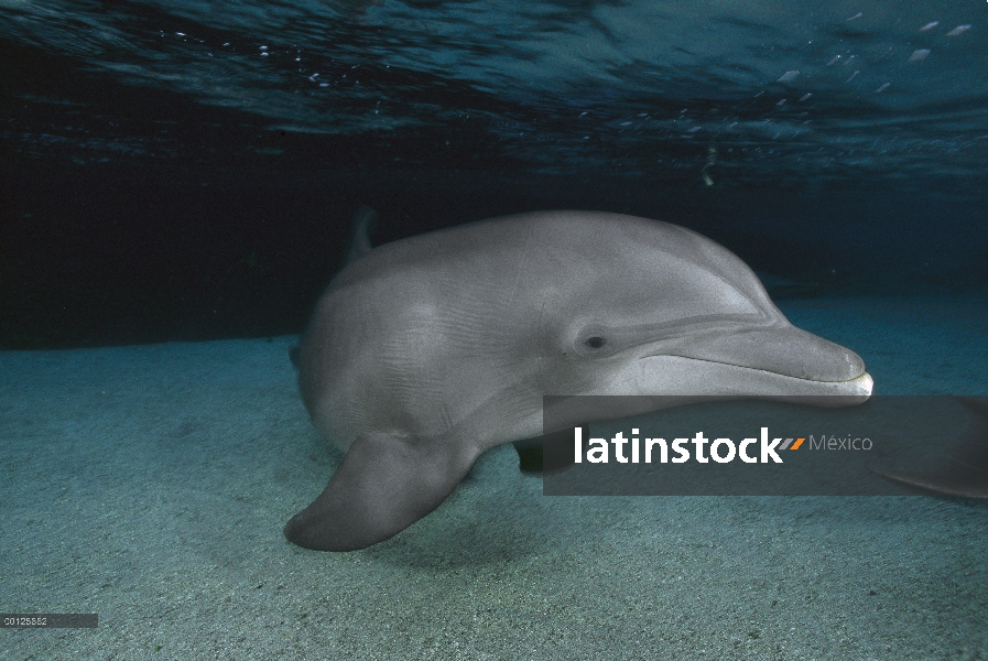 Delfín mular (Tursiops truncatus) bajo el agua, Hyatt Waikoloa, Hawai