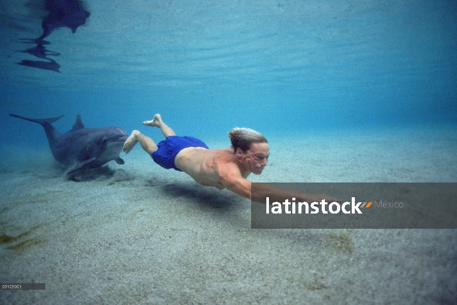 Delfín mular (Tursiops truncatus) empujando el entrenador en el Dolphin Quest, Hyatt Waikoloa, Hawai