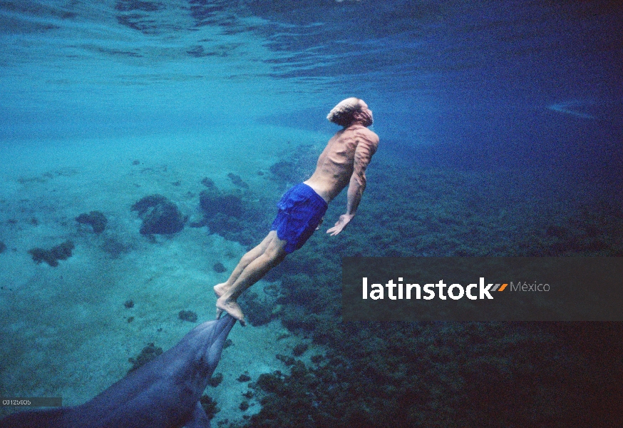 Delfín mular (Tursiops truncatus) empujando el entrenador en el Dolphin Quest, Hyatt Waikoloa, Hawai