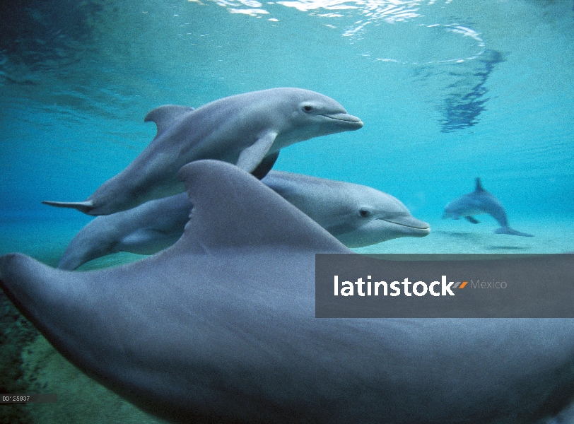 Vaina de delfines (Tursiops truncatus) de mulares nadando en aguas poco profundas, Hawaii