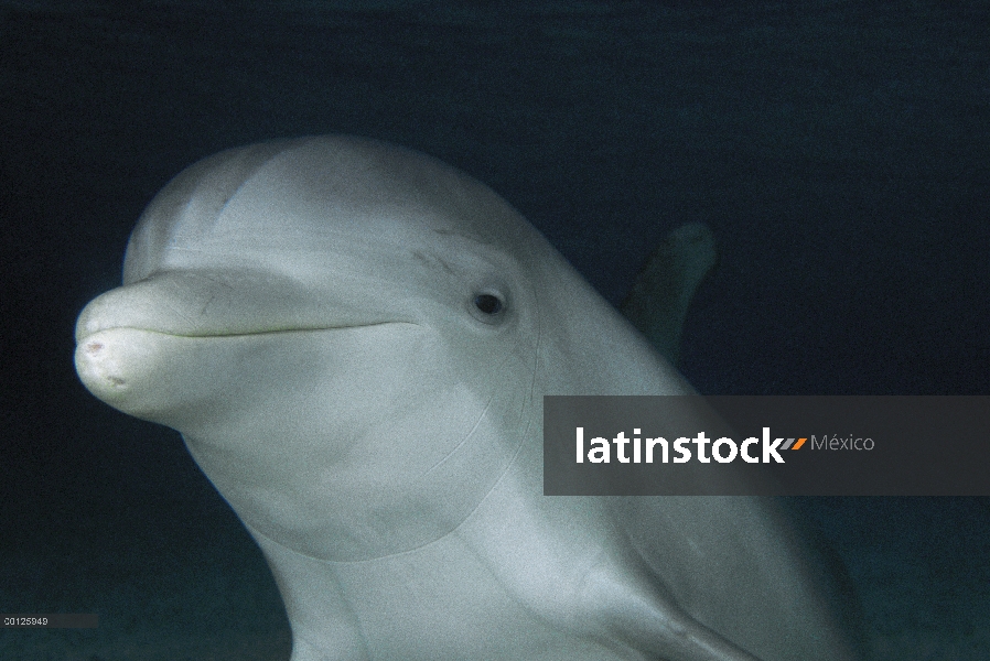 Retrato de delfines (Tursiops truncatus) de nariz de botella en el Hyatt de Waikoloa, Hawai