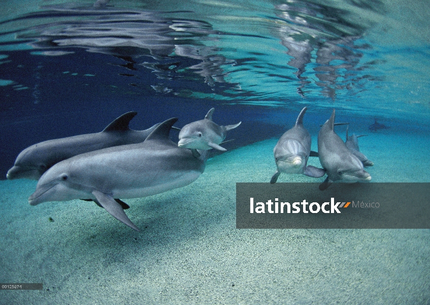 Grupo de delfines (Tursiops truncatus) de mulares nadando en aguas poco profundas en el Hyatt de Wai