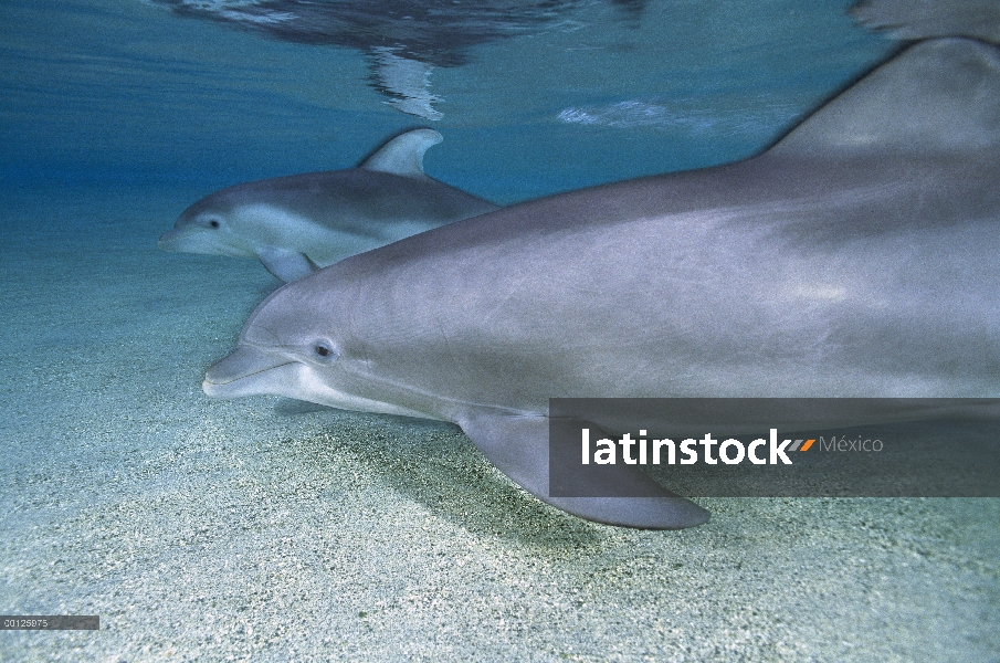 Par de delfines (Tursiops truncatus) de mulares nadando en aguas poco profundas en el Hyatt de Waiko