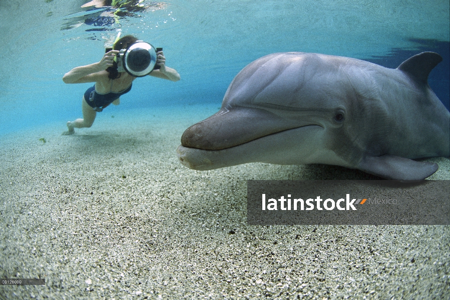 Delfín mular (Tursiops truncatus), fotografiada por un buceador en aguas poco profundas en el Hyatt 