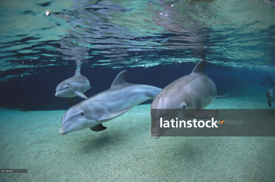 Trío de delfines (Tursiops truncatus) de mulares nadando en aguas poco profundas en el Hyatt de Waik