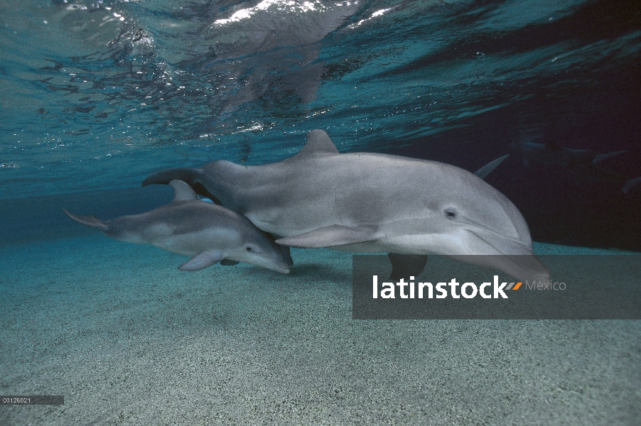 Tonina Delfín (Tursiops truncatus) madre y el bebé nadando bajo el agua