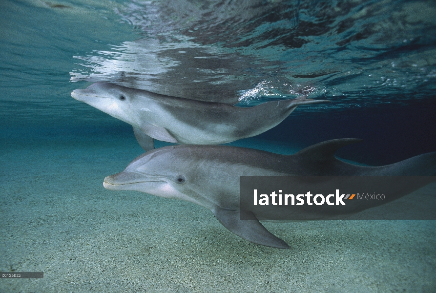 Piscina de adultos y juvenil de delfines (Tursiops truncatus) mular en aguas poco profundas en el Wa