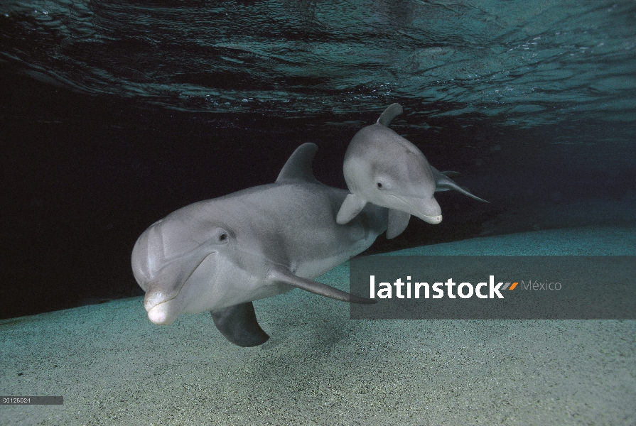 Tonina Delfín (Tursiops truncatus) madre y el bebé nadando bajo el agua