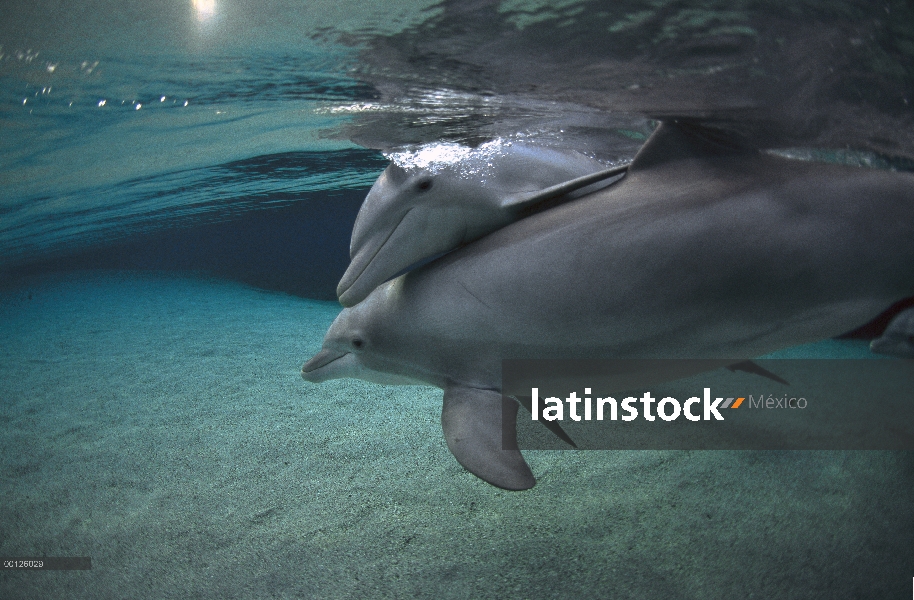 Delfín mular (Tursiops truncatus) bajo el agua, Hyatt Waikoloa, Hawai