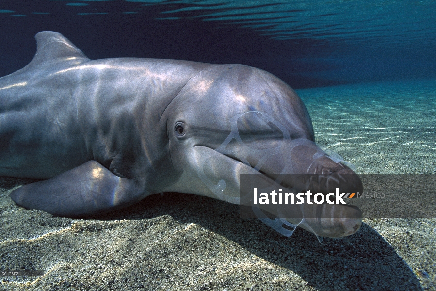 Delfín mular (Tursiops truncatus) con soporte de plástico seis pack en boca, Hawaii