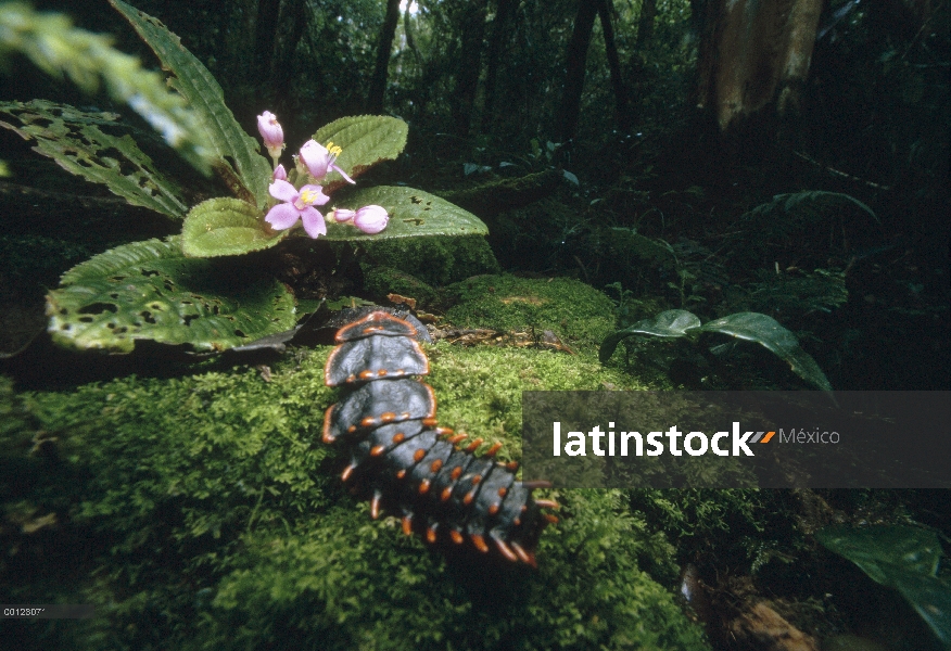 Escarabajo alado de red (Duliticola sp) en selva baja, Mt Kinabalu, Sabah, Borneo