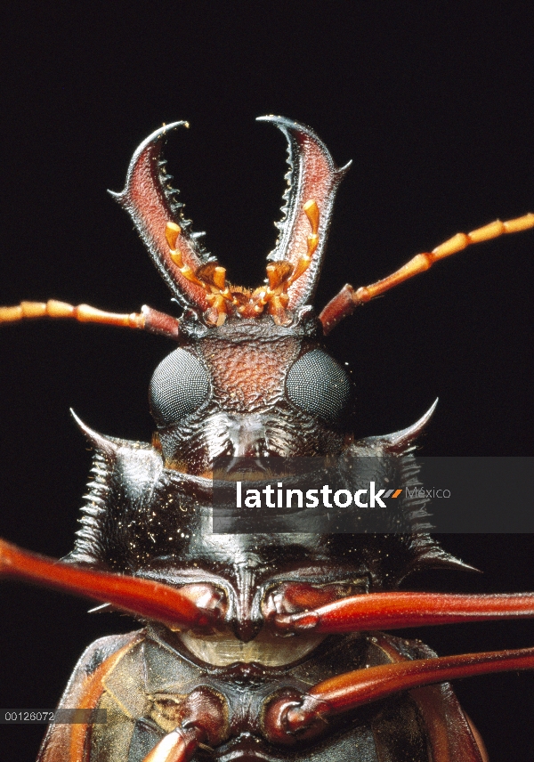 Escarabajo del fonolocalizador de bocinas grandes (Macrodontia cervicornis), Guayana francesa