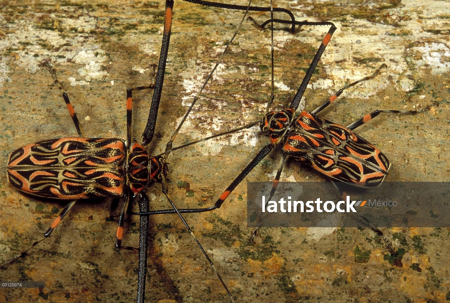 Par de (Acrocinus longimanus) Escarabajo Arlequín en ritual de cortejo, Guayana francesa