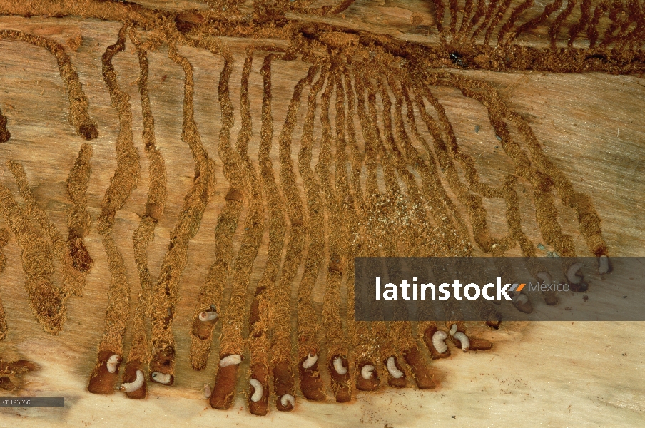 Larvas de escarabajo de corteza (Dendroctonus Rhabdocline) adivinanzas abetos con canales donde las 