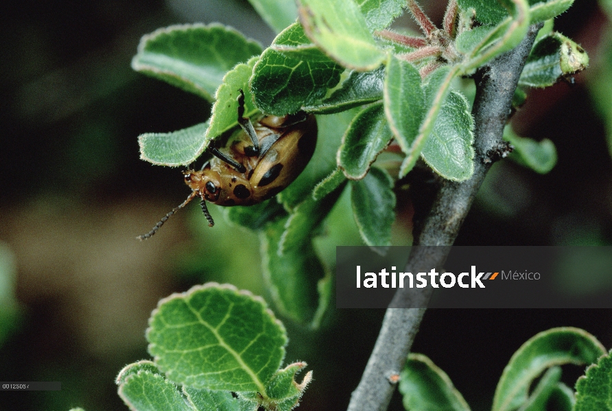 Escarabajo de la pulga (Nigroornata de Diamphidia) alimentándose de larvas de árbol de la mirra (Com