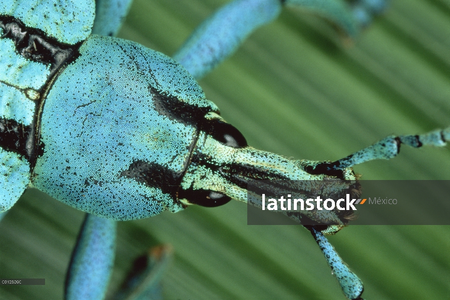 Verdadero retrato de gorgojo (Eupholus sp), Papua Nueva Guinea