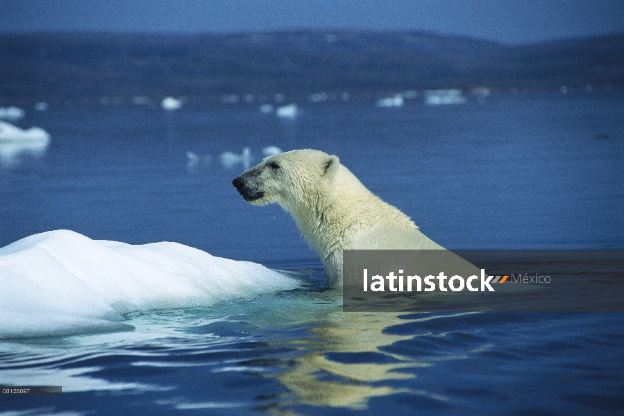 Oso polar (Ursus maritimus) saliendo de las aguas del Ártico por hielo, Canadá