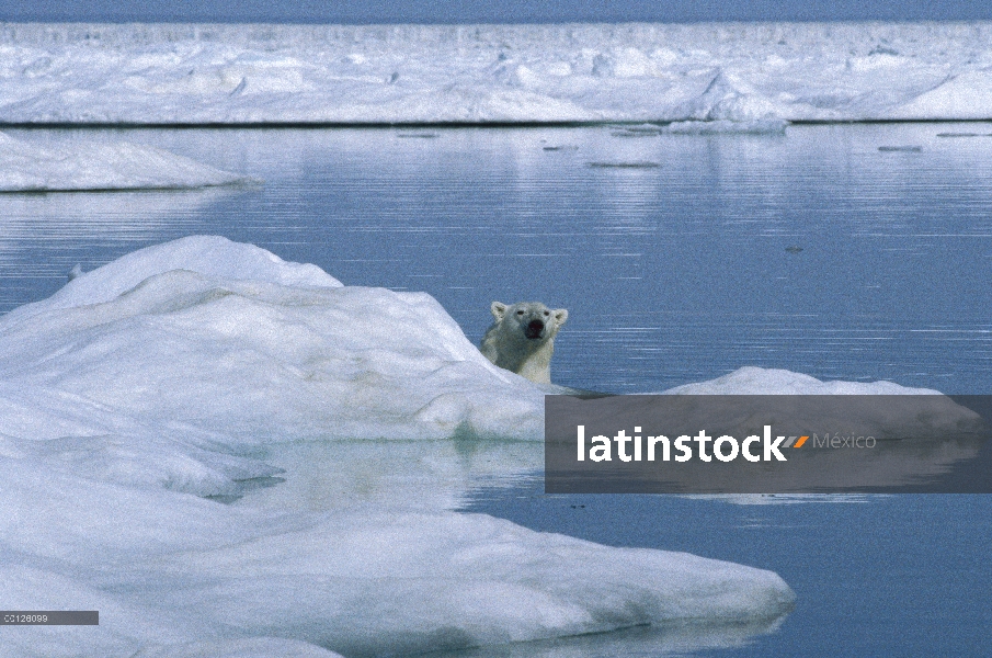 Oso polar (Ursus maritimus) inspeccionar alrededor de iceberg, Canadá