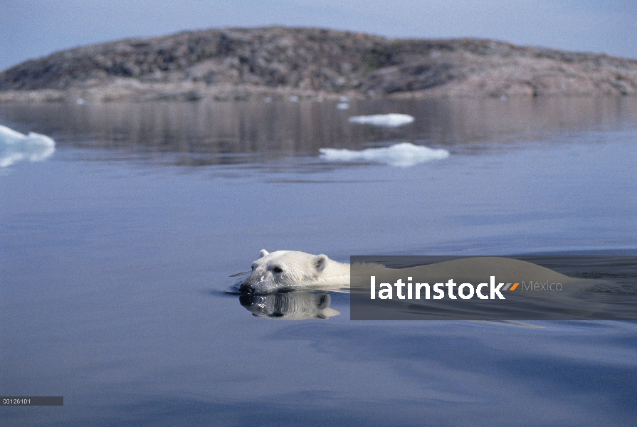 Oso polar (Ursus maritimus) nadando, Wager Bay, Canadá