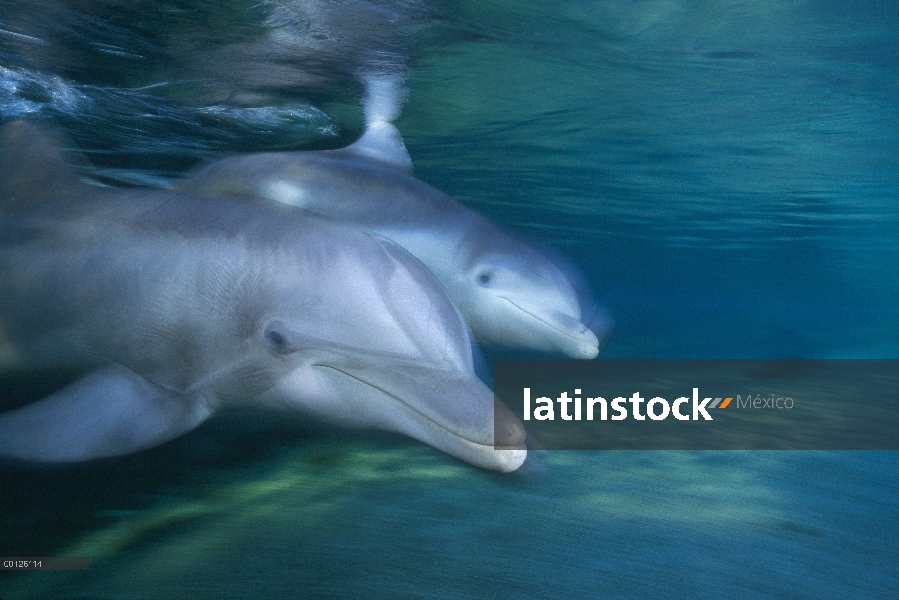 Par de delfines (Tursiops truncatus) de mulares, Hyatt Waikoloa, Hawai