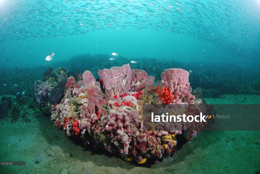 Corales y peces, Santuario Gray Marino Nacional de arrecifes, Georgia