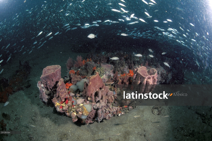 Variedad de corales de arrecife y peces, Santuario Gray Marino Nacional de arrecifes, Georgia