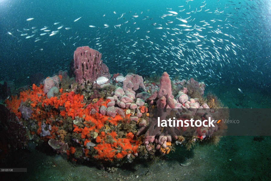 Corales y peces, Santuario Gray Marino Nacional de arrecifes, Georgia