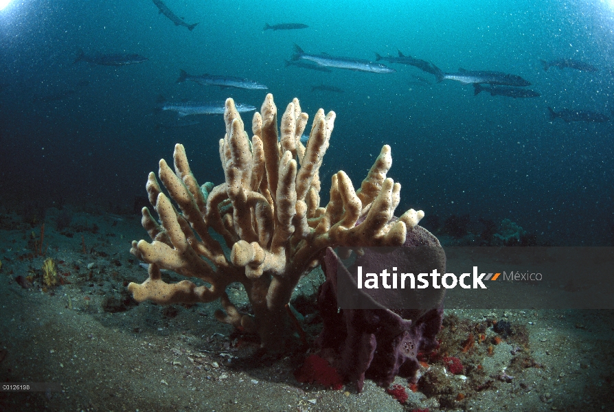 Esponja con escolaridad Barracuda en el fondo, Santuario Gray Marino Nacional de arrecifes, Georgia