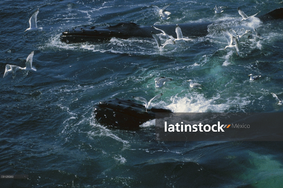 Ballena jorobada (Megaptera novaeangliae) alimentación con gaviotas esperando las sobras, Stellwagen