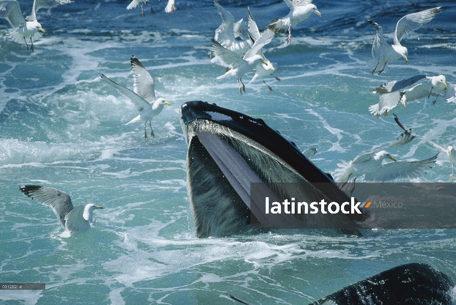 Ballena jorobada (Megaptera novaeangliae), la alimentación, con gaviotas argénteas (Larus argentatus