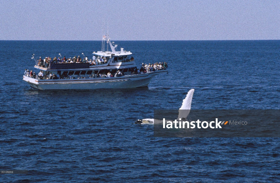 Ballena jorobada (Megaptera novaeangliae) con flipper levantado, observados por gente de un Massachu