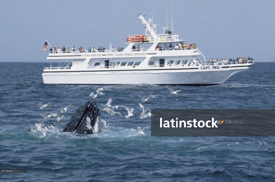 Ballena jorobada (Megaptera novaeangliae) y avistamiento de ballenas barco, Santuario Marina Naciona