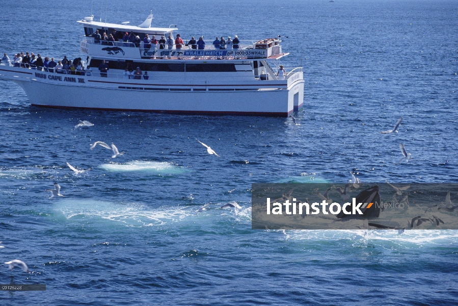 Ver grupo de observación de ballena jorobada (Megaptera novaeangliae), Santuario Marina Nacional de 