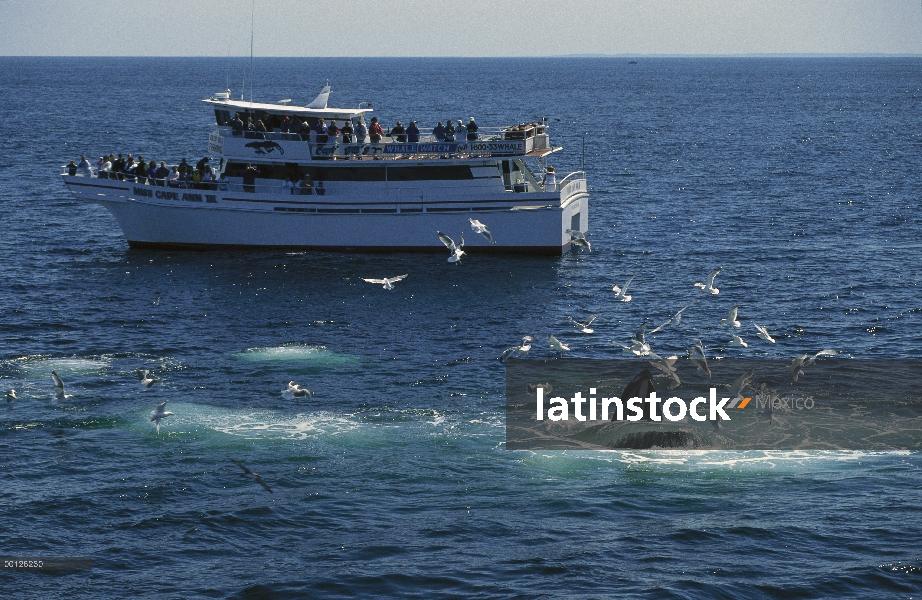 Barco de Tour observación de ballenas jorobadas (Megaptera novaeangliae) alimentación con gaviotas e