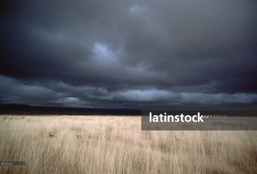 Paují de Guinea (Numida meleagris) familia y tormenta que se avecina al final de la temporada seca, 