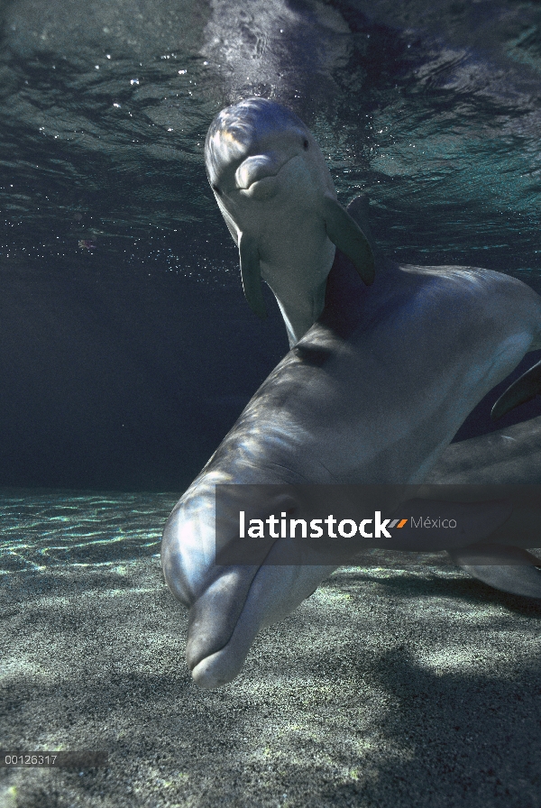 Delfín mular (Tursiops truncatus) par animal submarino, cautivo, Hyatt Waikoloa, Hawai