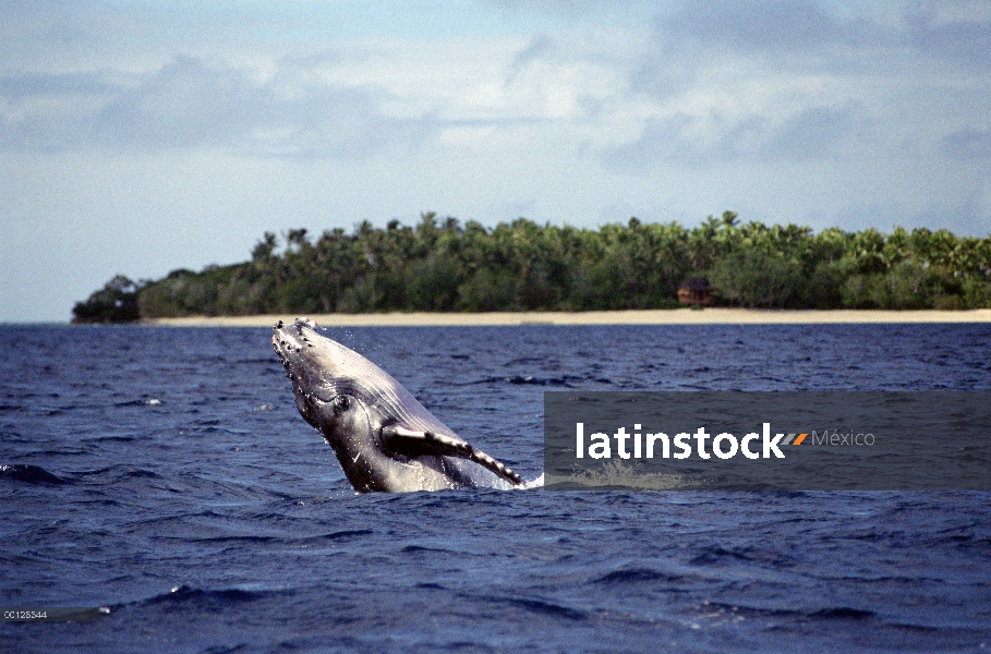 Ballena jorobada (Megaptera novaeangliae) violar, Tonga