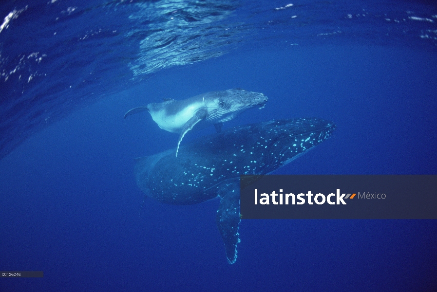 Ballena jorobada (Megaptera novaeangliae) madre y cría bajo el agua, Tonga