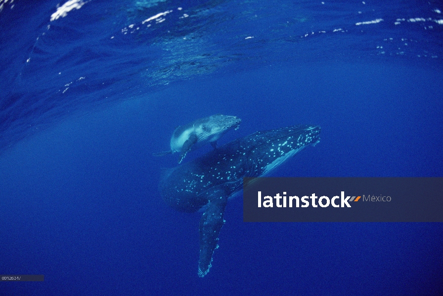 Ballena jorobada (Megaptera novaeangliae) madre y cría bajo el agua, Tonga